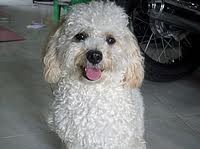 perro blanco fresh poodle llamado Simón
